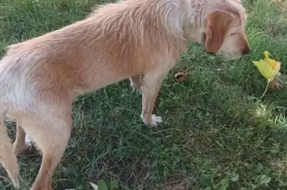 Chien trouvé , photo: Griffon épuisé trouvé à Montvendre