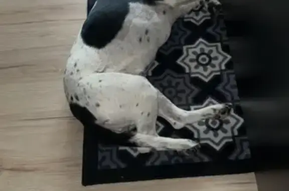 Chien perdu : Beagle croisé à Orthez - photo