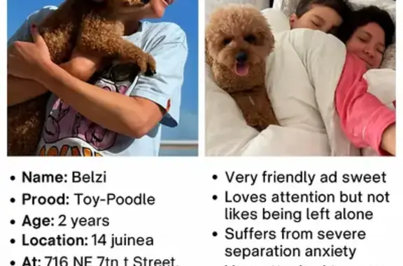 Lost Toy Poodle: Friendly, Needs Home