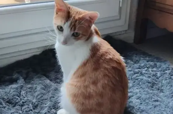 Chatte rousse perdue à Fréjus - photo