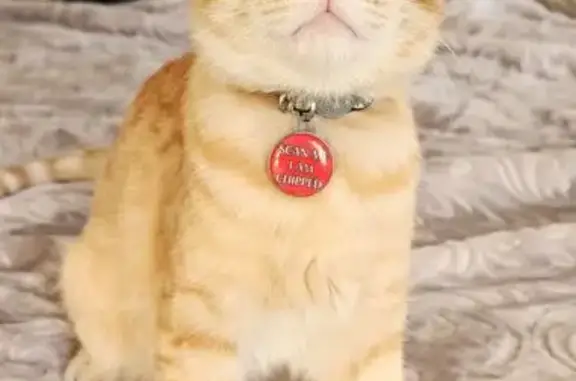 Lost Male Cat: Microchipped, Germiston