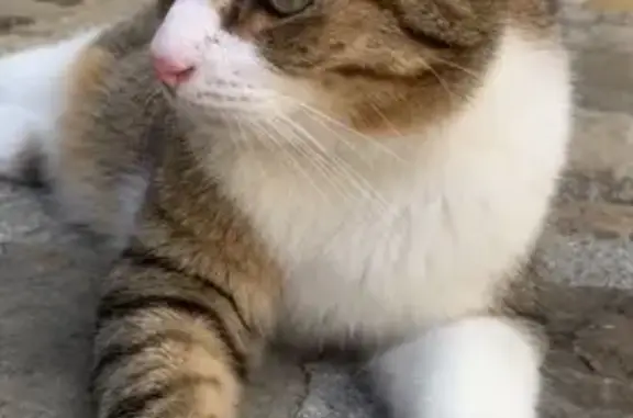 Chat perdu Cala Rossa, peureux et gourmand - photo