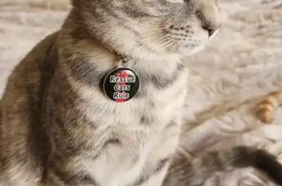 Lost Grey Tabby Brothers in Germiston