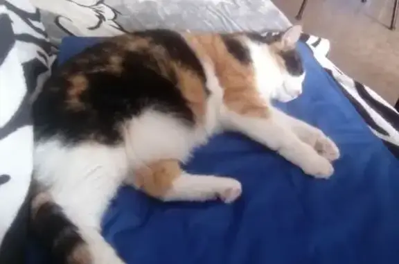 Animaux perdus Chalon-sur-Saône, photo: Chatte calico perdue à Chalon-sur-Saône