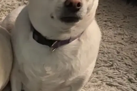 Missing dog Philadelphia, photo: Lost White Chihuahua in Philadelphia