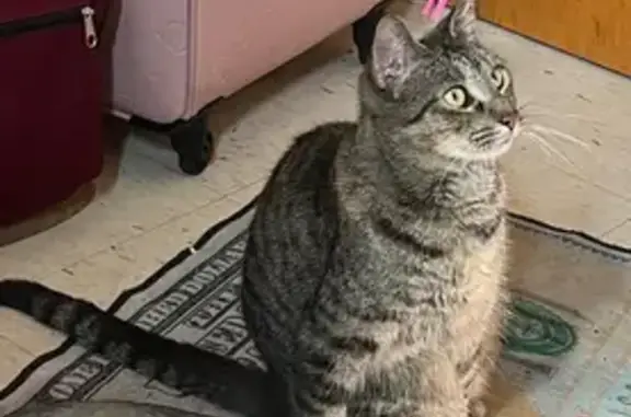 Lost and found pets Buffalo, photo: Help Find Skittish: Lost Cat on Holmes St
