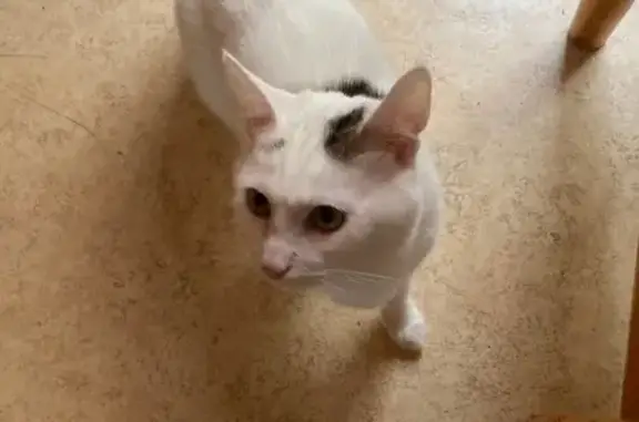 Chatte disparue à Charbonnier-les-Mines - photo