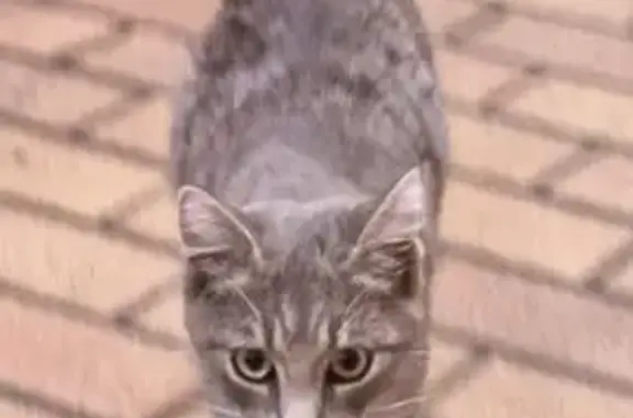 Chat gris câlin trouvé à Villejuif - photo