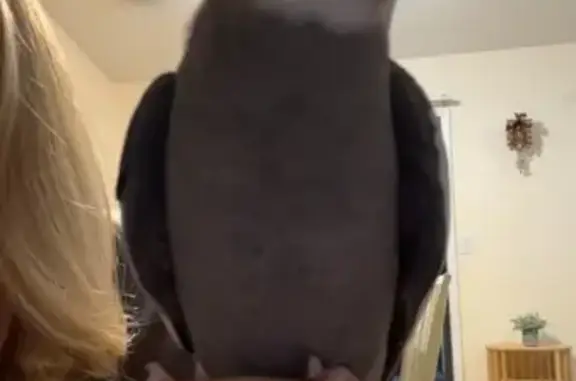 Lost and found pets Palm Bay, photo: Lost Bird: Help Find Ashboro in Palm Bay