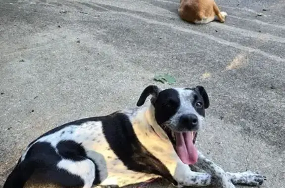 Lost Blue Heeler Mix: Gemma in Hazel Green