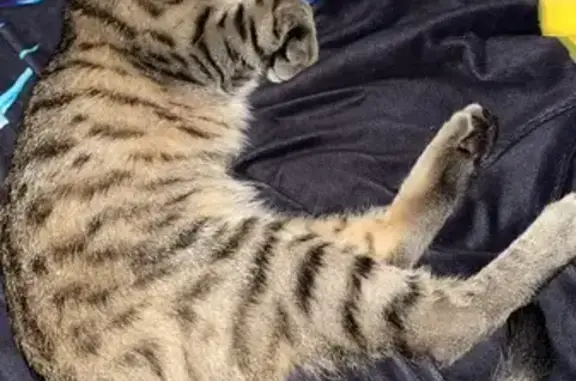 Missing cat South Bend, photo: Lost Cat Charlie: Gray, Striped, Blue Collar