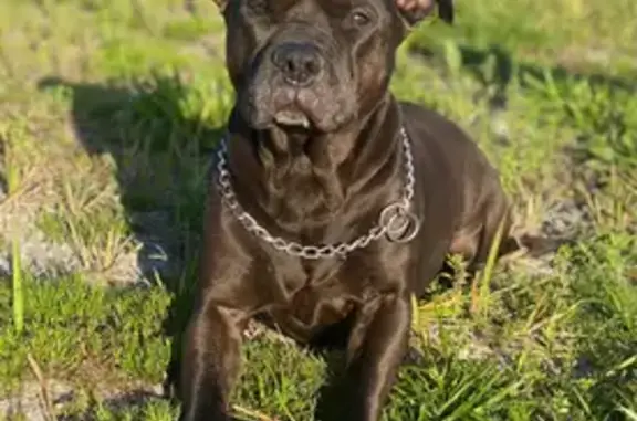 Lost: 14-Year-Old Black Pitbull, Lake Wales