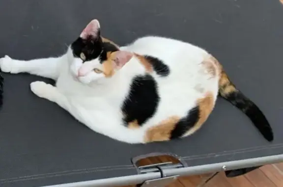 Búsqueda de mascotas, foto: ¡Ayuda! Gata Tricolor Perdida en Yuncos