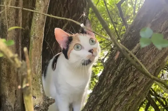 Chat perdu, La Ferté-Bernard, photo: Chat perdue, yeux verts, Rue Victor Hugo