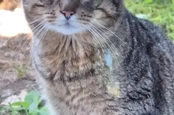 Chat trouvé , photo: Chat tigré mâle trouvé à Malemort