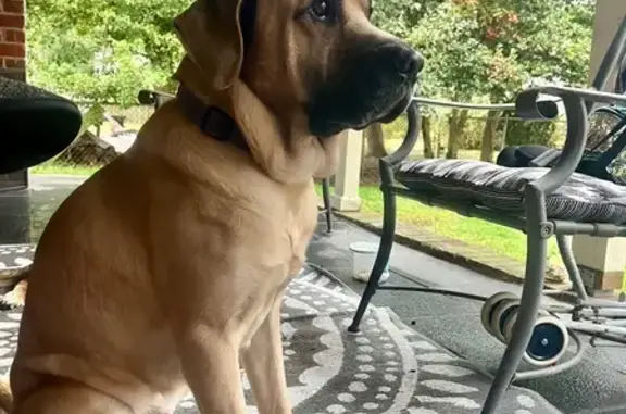 Lost: Friendly Golden Dog in Petersburg