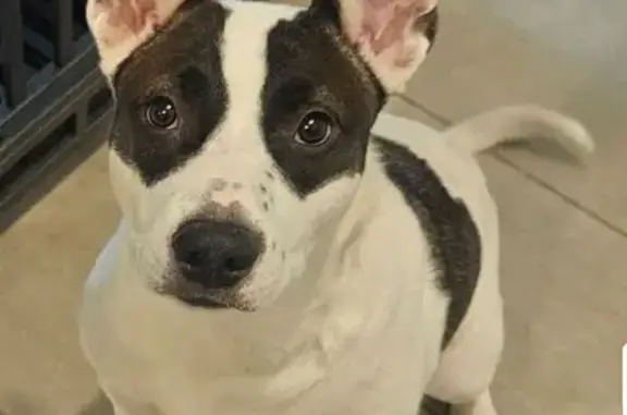 Lost Dog: White & Black, Friendly, 609 Mt. House
