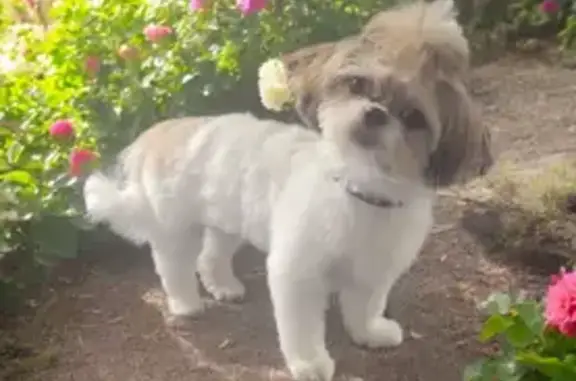 Lost Shih Tzu: Charlie in Bearden, AR