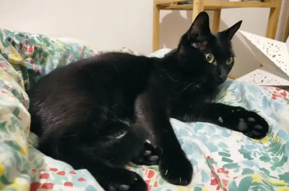 Chat noir perdu, yeux jaunes, Besançon - photo