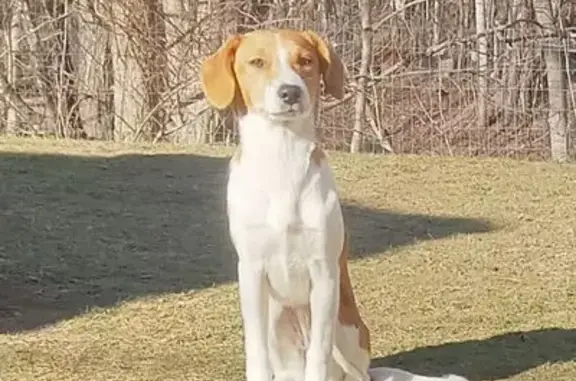 Lost Jack Russell Mix in Meredith Area