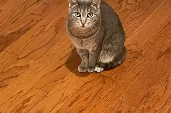 Missing cat Harvest, photo: Lost Light Gray Cat with Short Tail