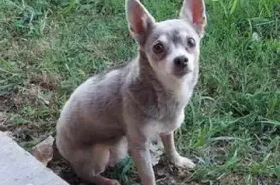 Lost 12-Year-Old Grey Dog in Van Alstyne