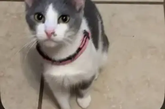 Lost and found pets Chicago, photo: Lost Cat: 2-Year-Old White & Grey in Chicago