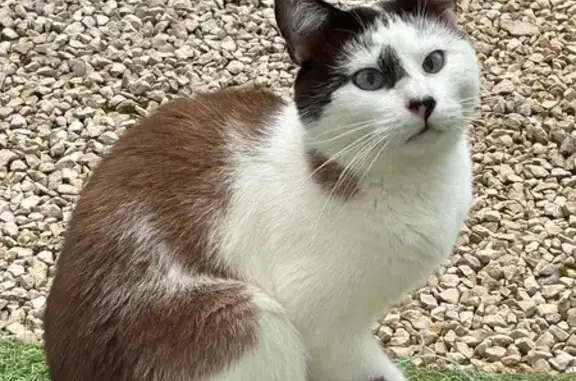 Chat trouvé Bavilliers, photo: Chat trouvé, craintif, problème de vue