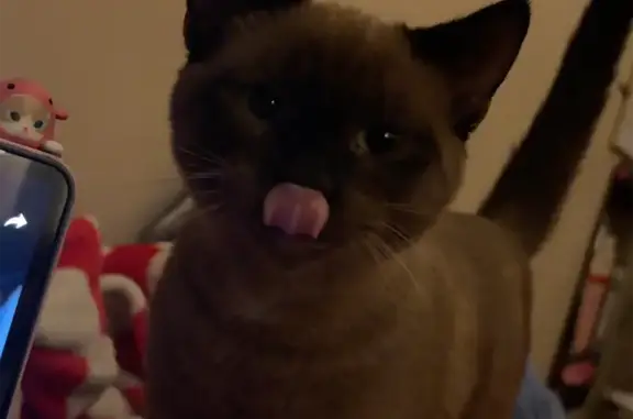 Lost and found pets Chicago, photo: Lost Brown Kitten: Wrightwood & Hamlin