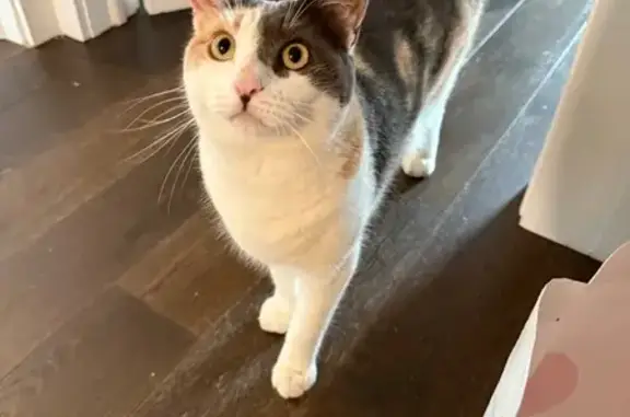 Lost Calico Cat: Friendly & Food-Loving