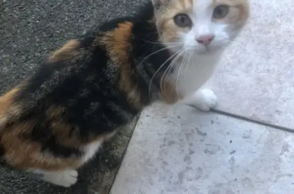 Animaux trouvés , photo: Chatte tricolore trouvée à Lanvollon