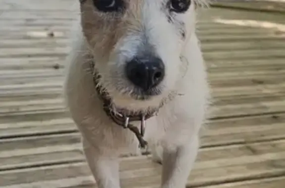 Chien trouvé , photo: Jack Russell trouvée sur D464, non pucée