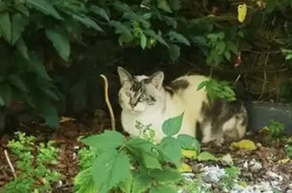 Chat siamois perdu avec tatouage, rue Champlain - photo
