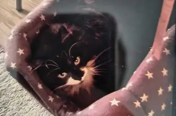 Chatte perdue à Colomiers : noire/blanche - photo