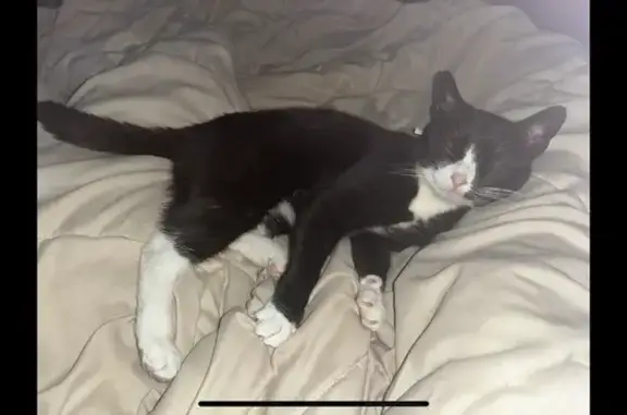 Missing Tuxedo Cat on Mount Tabor Rd