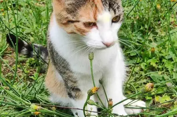 Chatte tricolore perdue à Weinbourg - photo