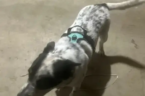 Lost and found pets Columbus, photo: Found: Two Blue Heelers on Whitethorne