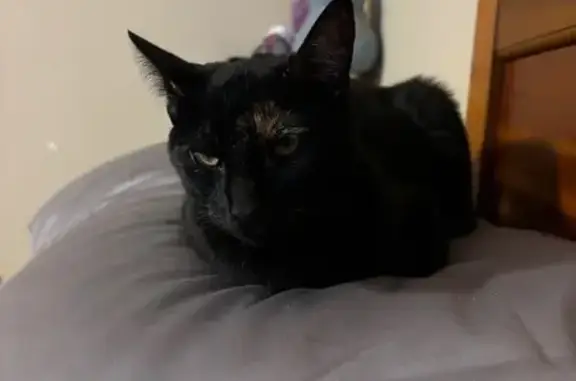 Lost: Sweet Black Tortie Cat in Cone Circle