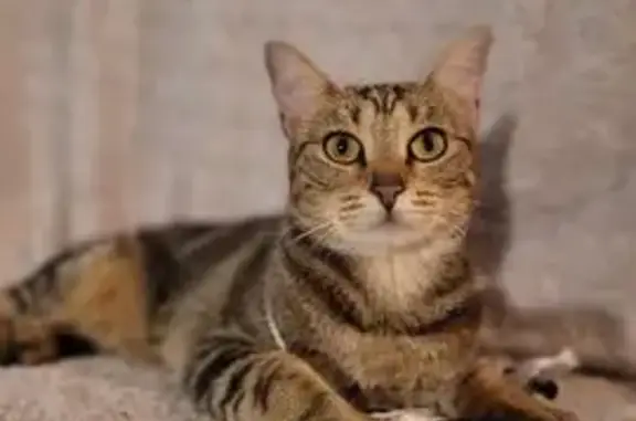 Animaux perdus , photo: Chat perdue Yummy, tâche blanche épaule