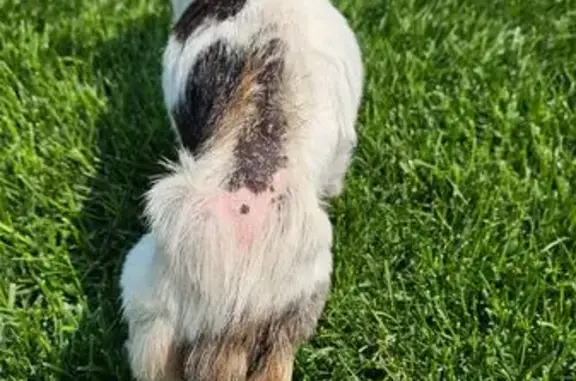 Found dog Otsego, photo: Sweet Old Chihuahua Found on Marlowe Ave