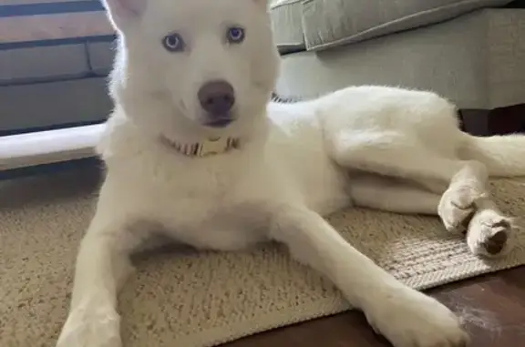 Found Dog: White Coat, Blue Eyes, Charlotte