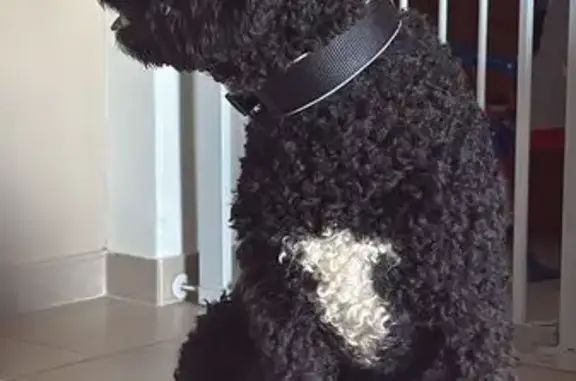 Perro Perdido: Negro con Mancha Blanca
