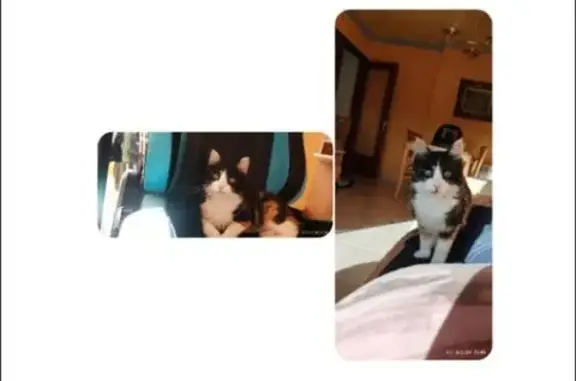 Gatos perdidos, , foto: ¡Gato Calico Perdido en Tordera!