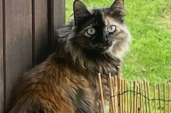 Chat Écaille perdu, stérilisé, Ergué-Gabéric - photo