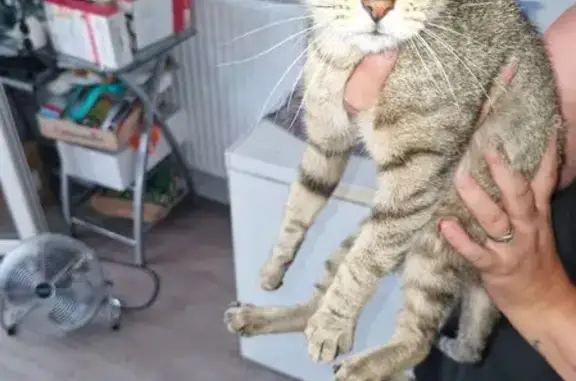 Chat tigré trouvé à Reims, sociable - photo