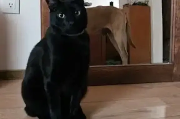 Gatos perdidos, Jiutepec, foto: Gato Negro Cariñoso Perdido en Jiutepec