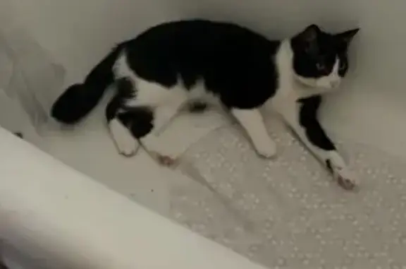 Lost pets Duncansville, photo: Lost Tuxedo Cat: Friendly & Unique!