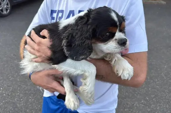 Animaux trouvés Bourges, photo: Chien Cavalier King Charles trouvé à Bourges