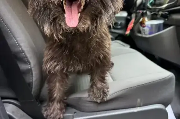 Found dog White Earth, photo: Friendly Dog Rescued on Highway 34