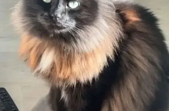 Chat perdu : grand, noir et blanc, peureux - photo